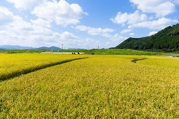 Image showing Rice field