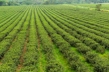 Image showing Tea plantation