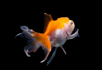 Image showing The back view of Gold fish