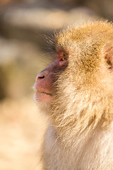 Image showing Side profile of monkey