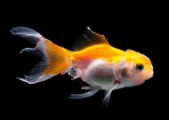 Image showing Side profile goldfish