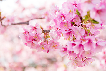 Image showing Sakura 