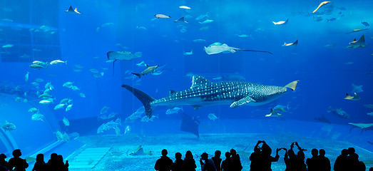 Image showing Japan Okinawa aquarium 