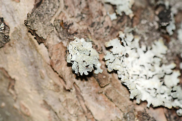 Image showing Wooden texture. Crimean pine tree, close-up view.