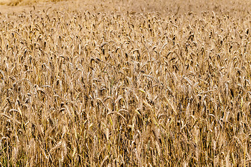 Image showing farm field cereals  