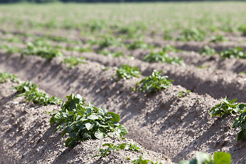 Image showing Field with potato 