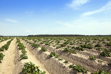 Image showing Potatoes in the field 