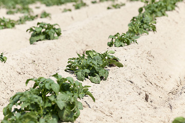 Image showing Agriculture,   potato field  