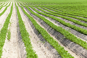 Image showing Field with carrot  