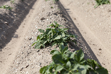 Image showing Field with potato  