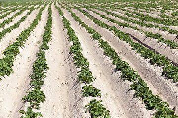 Image showing Agriculture,   potato field  