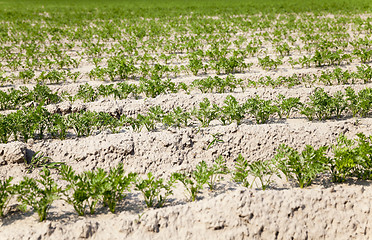 Image showing Field with carrot  