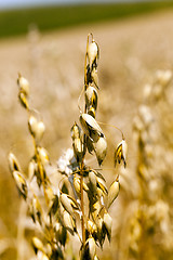 Image showing    ear of yellow oats