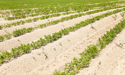 Image showing Field with carrot 