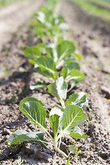 Image showing green cabbage in a field 