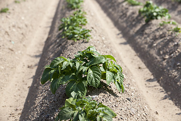 Image showing Field with potato 