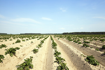 Image showing Field with potato  