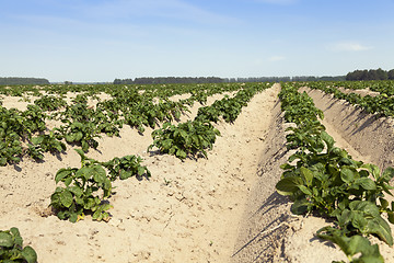 Image showing Field with potato  