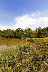 Image showing small lake ,  summer 