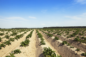 Image showing Agriculture,   potato field 