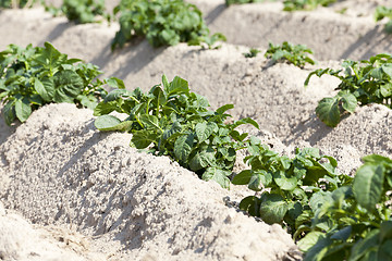 Image showing Field with potato  