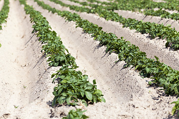 Image showing Agriculture,   potato field  