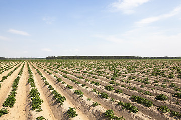 Image showing potato field, spring  