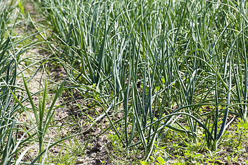 Image showing sprouts green onions 