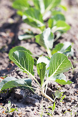 Image showing Field with cabbage 