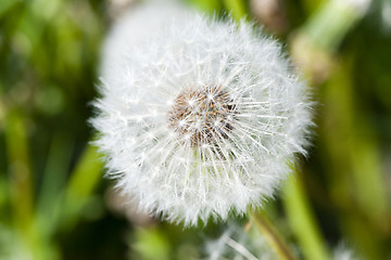 Image showing White dandelion , close up