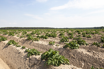 Image showing cultivation of potatoes. field