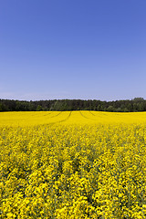 Image showing Rape field , sky.