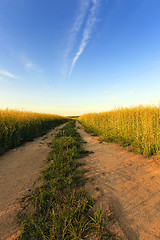 Image showing rural road ,  canola