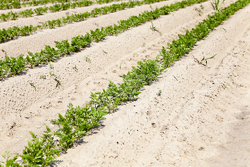 Image showing green carrot field  