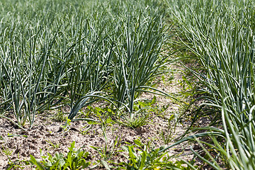 Image showing field with green onions  