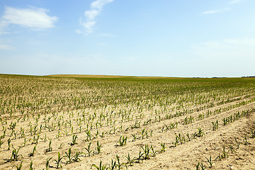 Image showing Corn field, summer  