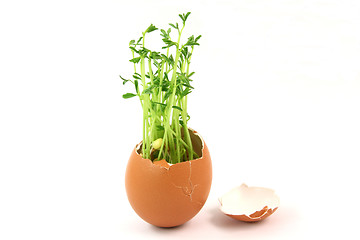 Image showing green egg