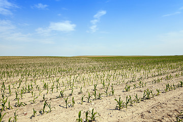 Image showing corn field, agriculture  