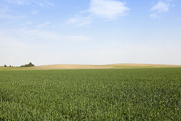 Image showing immature green grass  