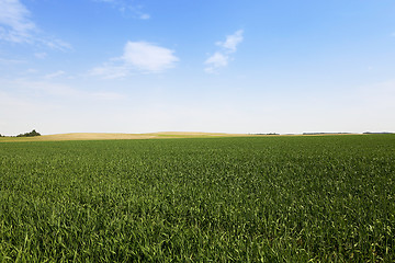 Image showing immature green grass  