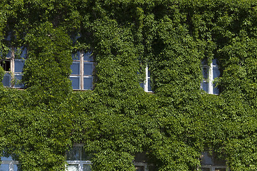 Image showing wall of the building, ivy  