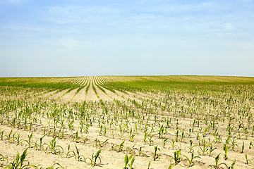 Image showing Corn field, summer  