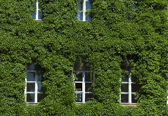 Image showing wall of the building, ivy  