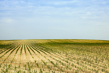 Image showing Corn field, summer  