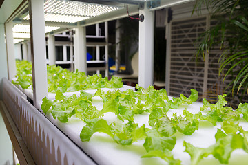 Image showing Hydroponic vegetable plantation system