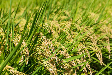 Image showing Rice field