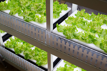 Image showing Cultivation vegetables in hydroponics