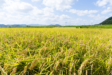 Image showing Rice field