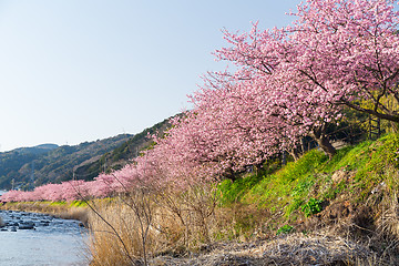 Image showing Sakura flower tree and river