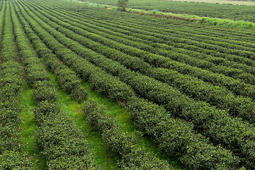 Image showing Tea field in luye